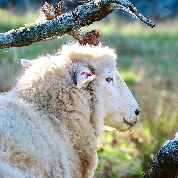 istock A side angled profile shot of a Sheep in Cornwall Park in Auckland 2214969754