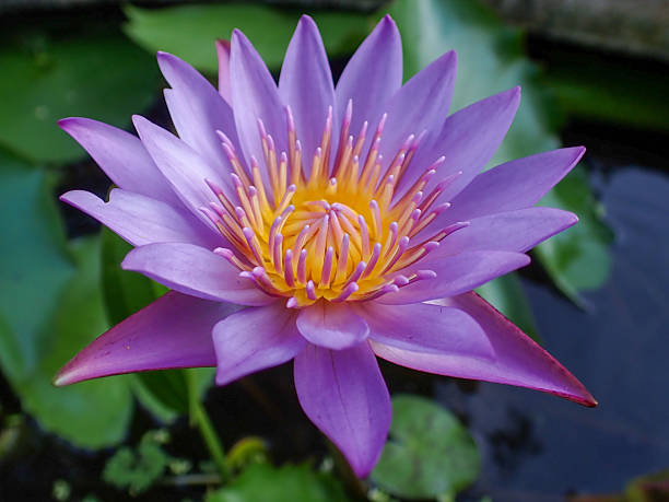 istock Nymphaea capensis Thunb. var. zanzibariensis (Casp.) Conard. Nymphaea capensis thunb, ping water lily close up focus at pollen. 2214970425