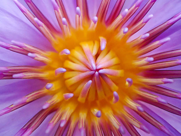 istock Nymphaea capensis Thunb. var. zanzibariensis (Casp.) Conard. Nymphaea capensis thunb, ping water lily close up focus at pollen. 2214970426