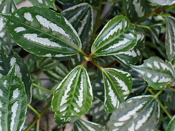 istock beautiful green and white leaves 2214971579