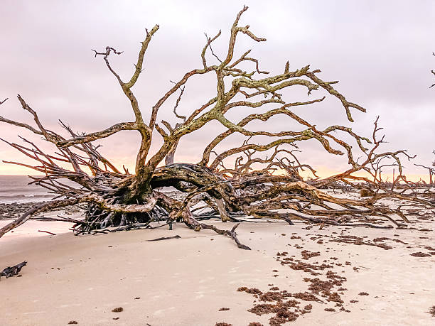 The Driftwood Beach, located on Jeckle Island, Georgia, is a stunning mix of dead trees and sandy beaches. The combination of the driftwood and beach surrounds creates unique views.