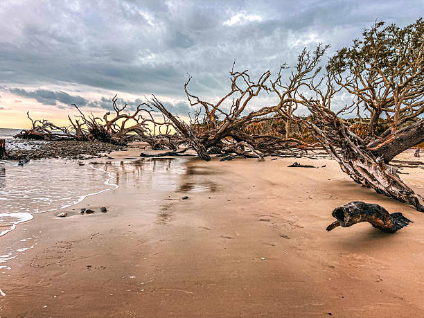 istock Driftwood Beach - Jeckle Island, Georgia 2214972976