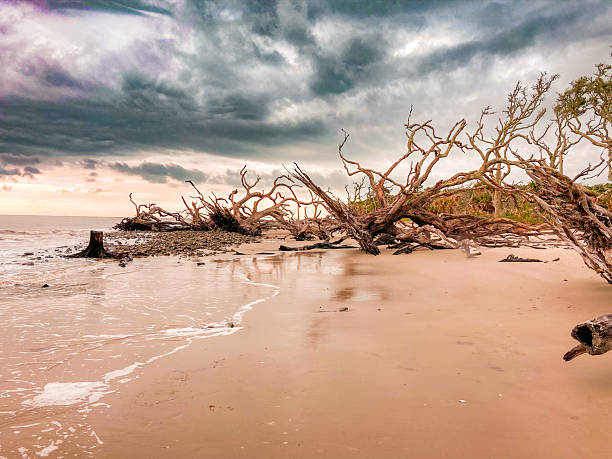 istock Driftwood Beach - Jeckle Island, Georgia 2214972979