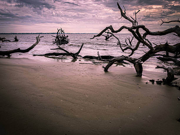 istock Driftwood Beach - Jeckle Island, Georgia 2214972982