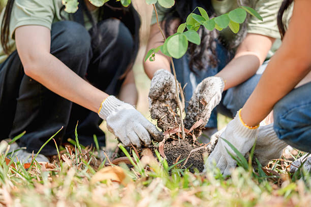 istock Volunteers Group Hands Planting Tree for Environmental Conservation, Eco-Friendly Group Activity: Teamwork in Tree Planting 2214975400
