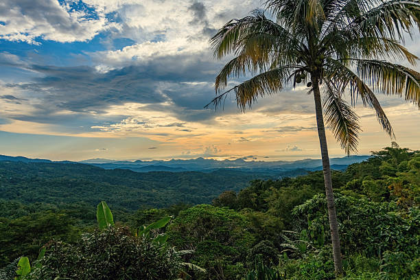 istock Beautiful sunset wirh palm tree aerial view 2214975675