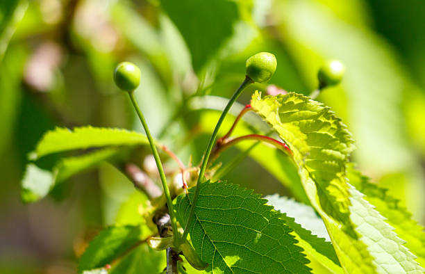 A leafy green plant with three small green fruits on it. The fruits are clustered together and appear to be ripe. Scene is peaceful and serene, as the plant is surrounded by a lush green environment