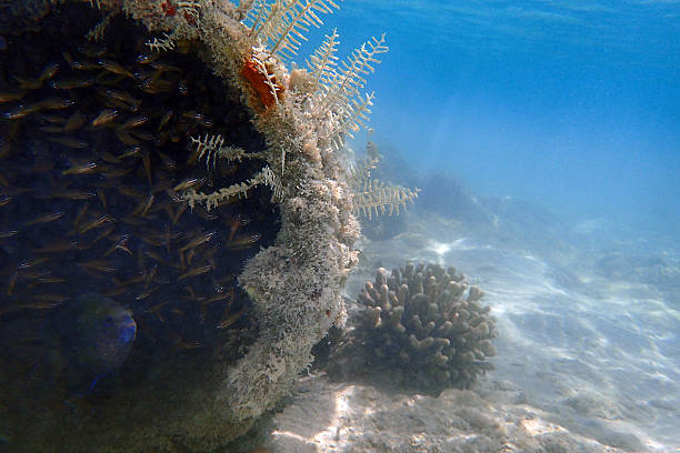 istock Chromis vanderbilti fish and his children 2214980671