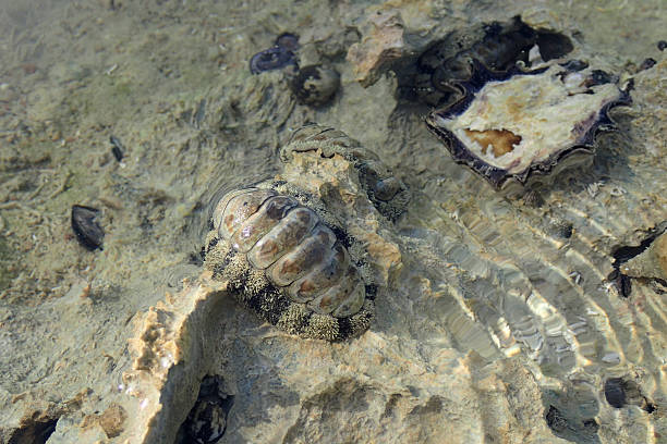lepidochitona animal from the egypt beach as prehistoric animal