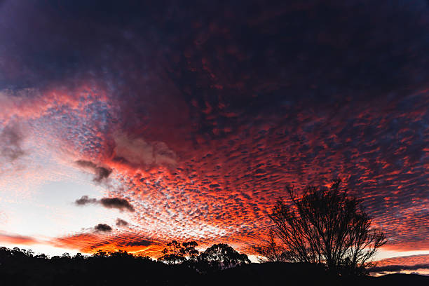 orange sunset in tasmania with silhouette of gum trees and mountain landscape, small fluffy clouds Altocumulus floccus