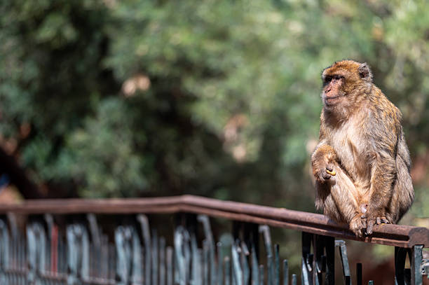 istock Barbary macaque relaxing on a railing in Morocco's natural setting 2214981283