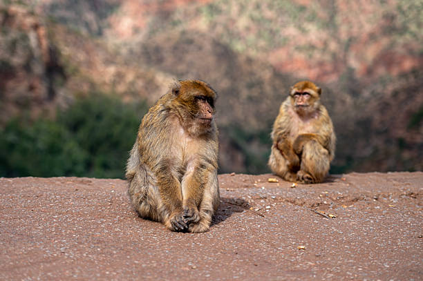 Barbary macaques resting on a rocky landscape in Morocco's natural habitat