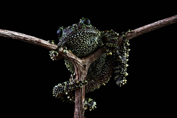 istock Vietnamese mossy frog sitting on a branch isolated on black background, Theloderma corticale 2214981827