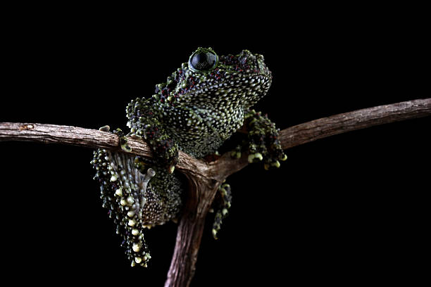 istock Vietnamese mossy frog sitting on a branch isolated on black background, Theloderma corticale 2214981833
