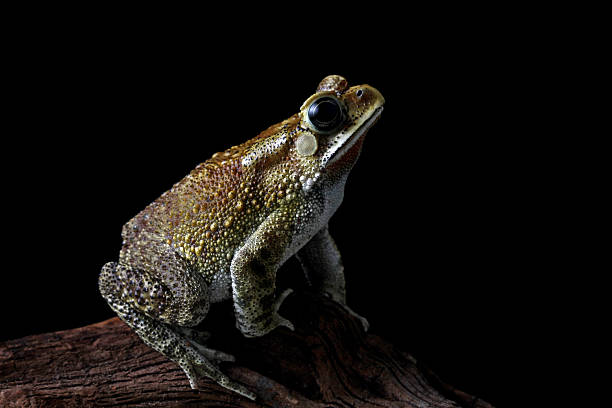 istock Asian common toad sitting on a wood, Duttaphrynus melanostictus, Asian black-spined toad ,common Sunda toad, and Javanese toad isolated on black background 2214981860