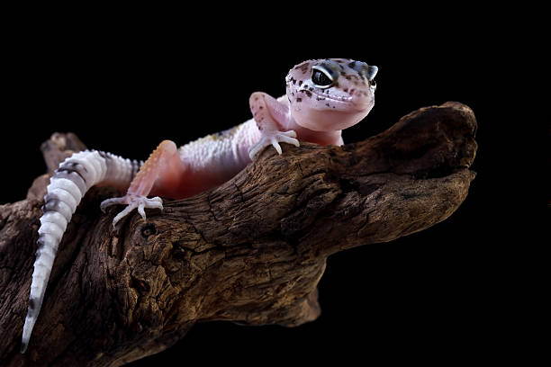 istock Baby leopard gecko crawling on wood, eublepharis macularius  isolated on black background 2214981876