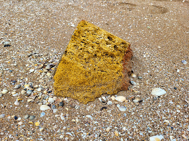 On the seashore, on the sand with small shells, there is a yellow shell stone