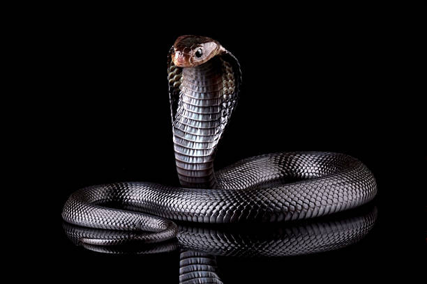 istock Black cobra snake isolated on black, cobra in ready to attack position, Naja sputatrix 2214982123