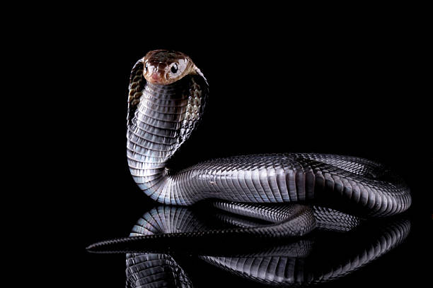istock Black cobra snake isolated on black, cobra in ready to attack position, Naja sputatrix 2214982126