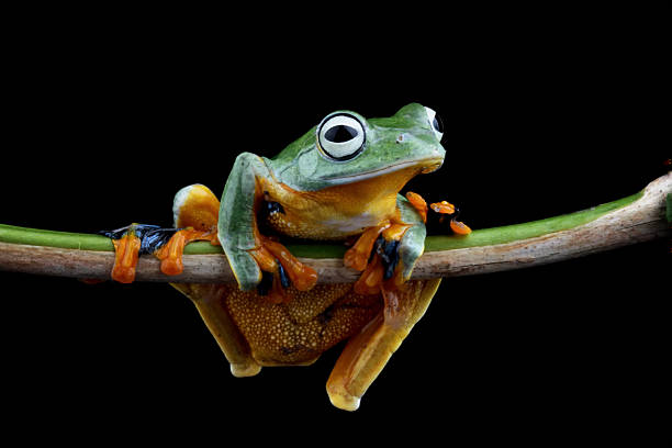 istock java tree frog rhacophorus reinwardtii, flying tree frog sitting on a branch isolated on black background 2214982348