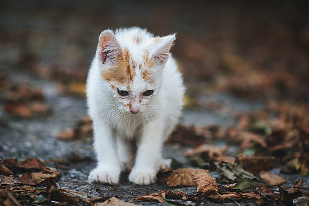 istock A small abandoned puppy cat 2214982619
