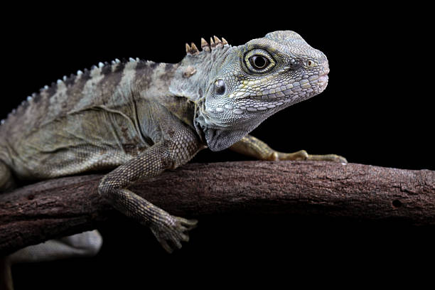 istock hypsilurus magnus forest dragon lizard isolated on black background 2214982620