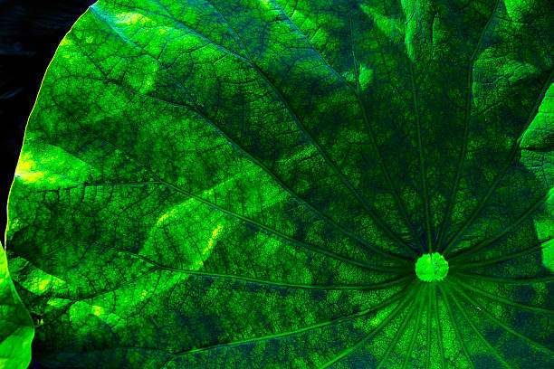 istock Enhanced, dark green lotus leaf in Manchester, Connecticut. 2214982875