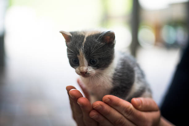 A cute baby kitten in arms