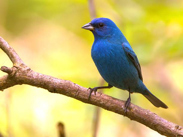 istock Vibrant Blue Bird on a Branch 2214984910