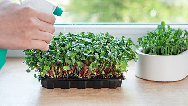 istock Gardener spraying microgreens growing in plastic containers on windowsill 2214984947