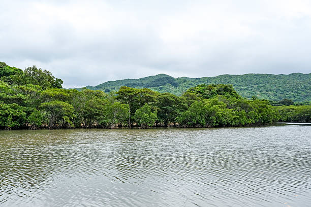 istock Mangrove forest of Fukido River 2214985520