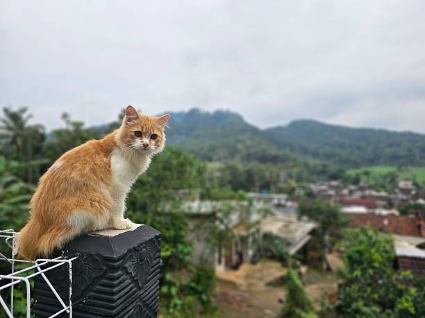 A cute Orange maine coon kitten sitting on the porch of a house