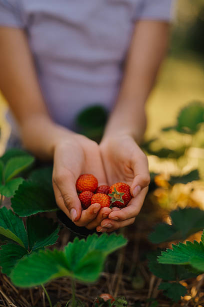 istock Farmer holding freshly picked strawberries in hands 2214986150
