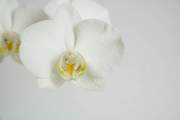 White Orchid Plant in a Charming Light Blue & White Pot with a Neutral Background.