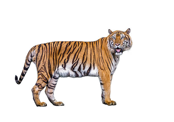 istock Sumatran tiger isolated on white background. 2214989828