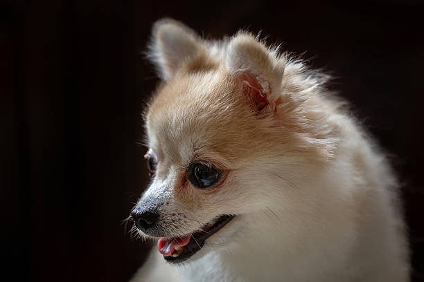 istock The face of a pomeranian dog. 2214989868