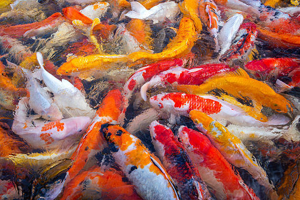 istock Colorful patterns of crayfish swimming in the pond. 2214990010