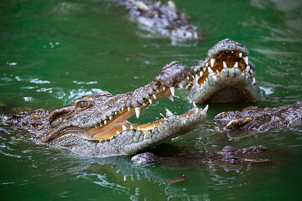 istock crocodile is opening its mouth in the water. 2214990053