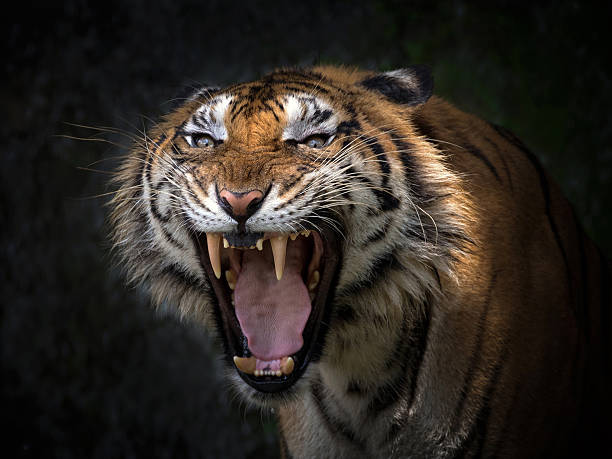 istock Sumatran tigers are roaring horribly. 2214990617