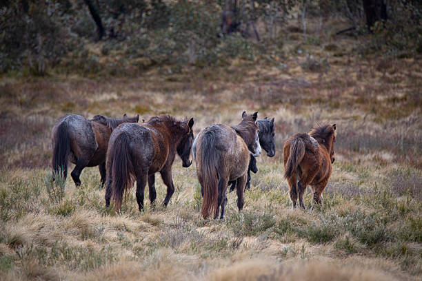 Wild Australian Brumby herd.