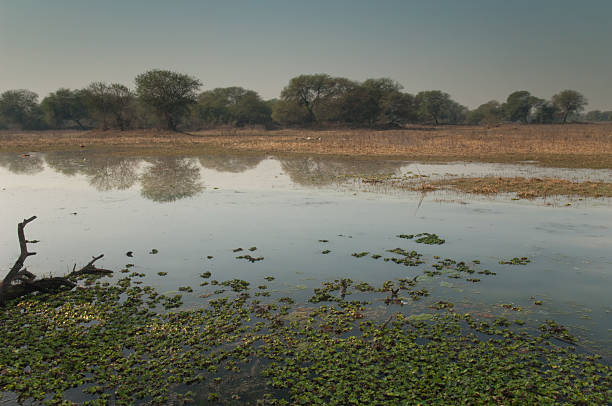 istock Lagoon in Keoladeo Ghana National Park. 2214995478