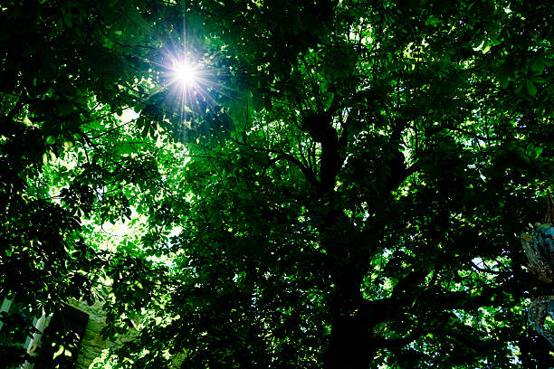 Bright sunlight shining through the fresh green leaves. A refreshing and energetic image