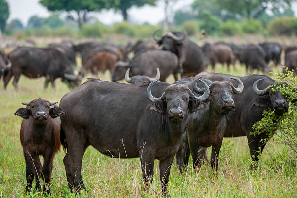 istock African buffalo or Cape buffalo (Syncerus caffer) herd. In savannah veld. Okavango Delta. Botswana 2214997028