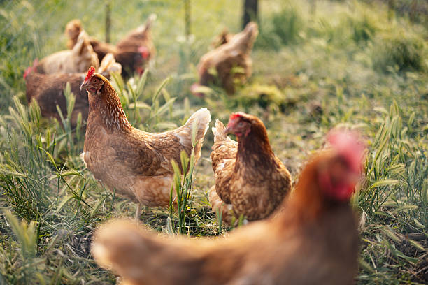istock Free-range Chickens Foraging in Green Field 2214997032