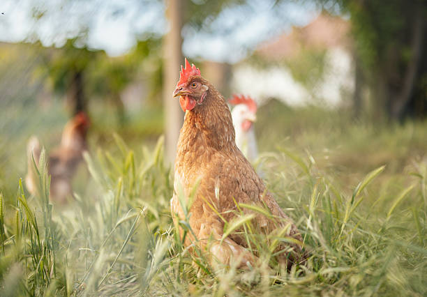 istock Farm Hen Standing Tall Among Grass 2214997163