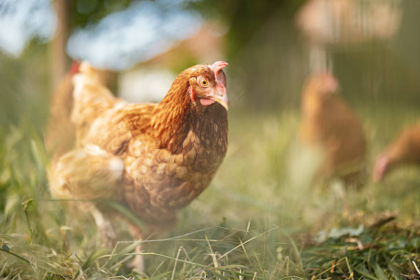 istock Hens Roaming in Soft Focus Field 2214997188