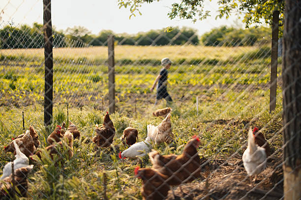 istock Free-Range Chickens in Fenced Farm Area 2214997294