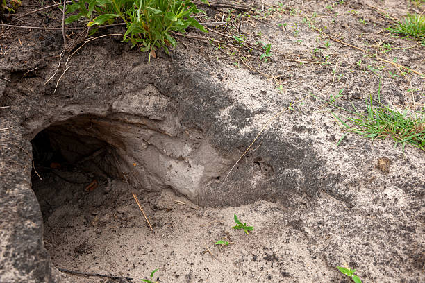 Aardvark [Orycteropus afer] burrow showing marks on the side caused by its claws. Okavango Delta. Botswana.