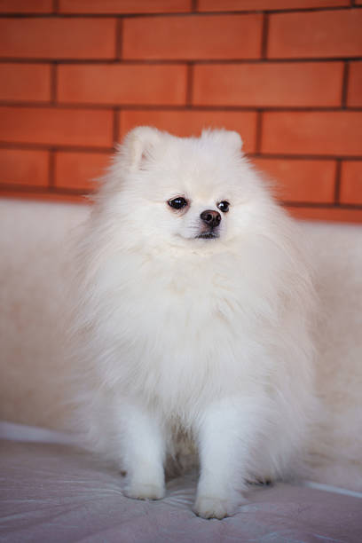 A cute white puppy of the Spitz breed. proper care of the dog's coat. grooming and veterinary care for pets.
