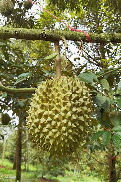 istock Close up of durians hanging 2214999279